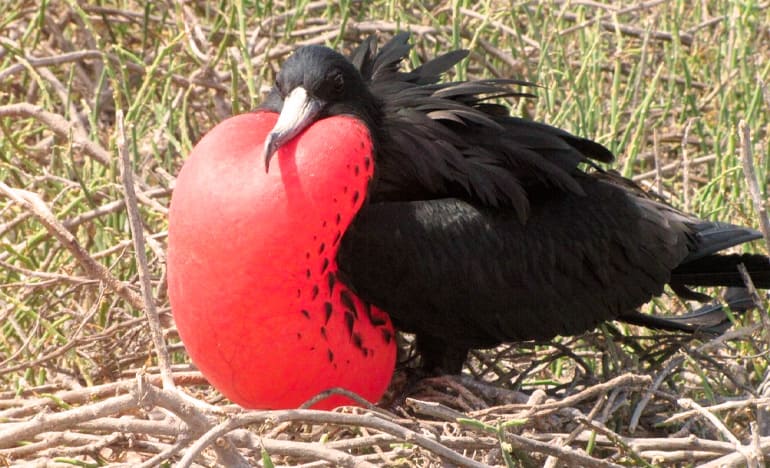 North Seymour Tour in Galapagos Islands