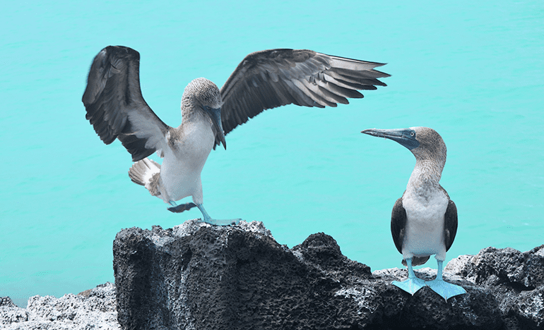 Tour Isla Lobos in Galapagos Islands