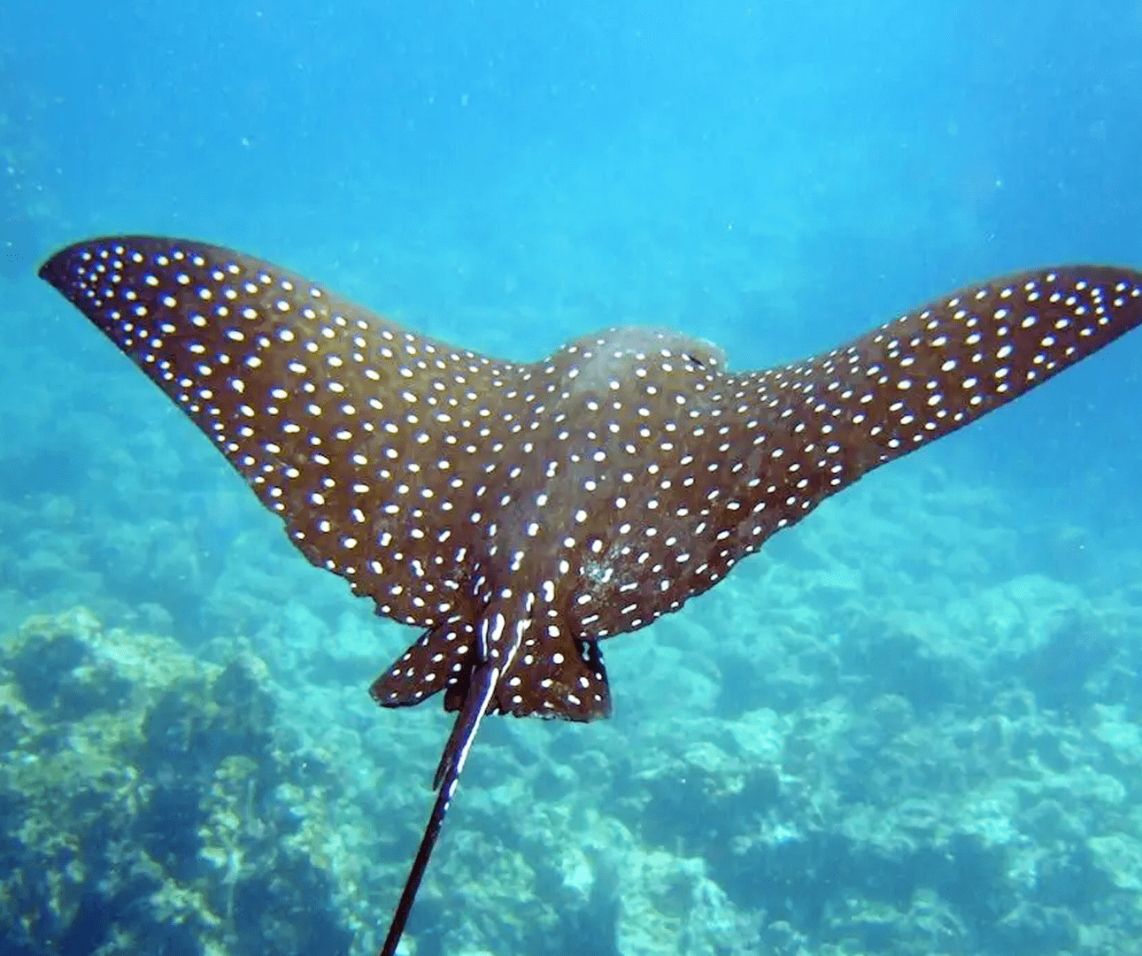 Manta ray in "El Finado", Galapagos Islands.