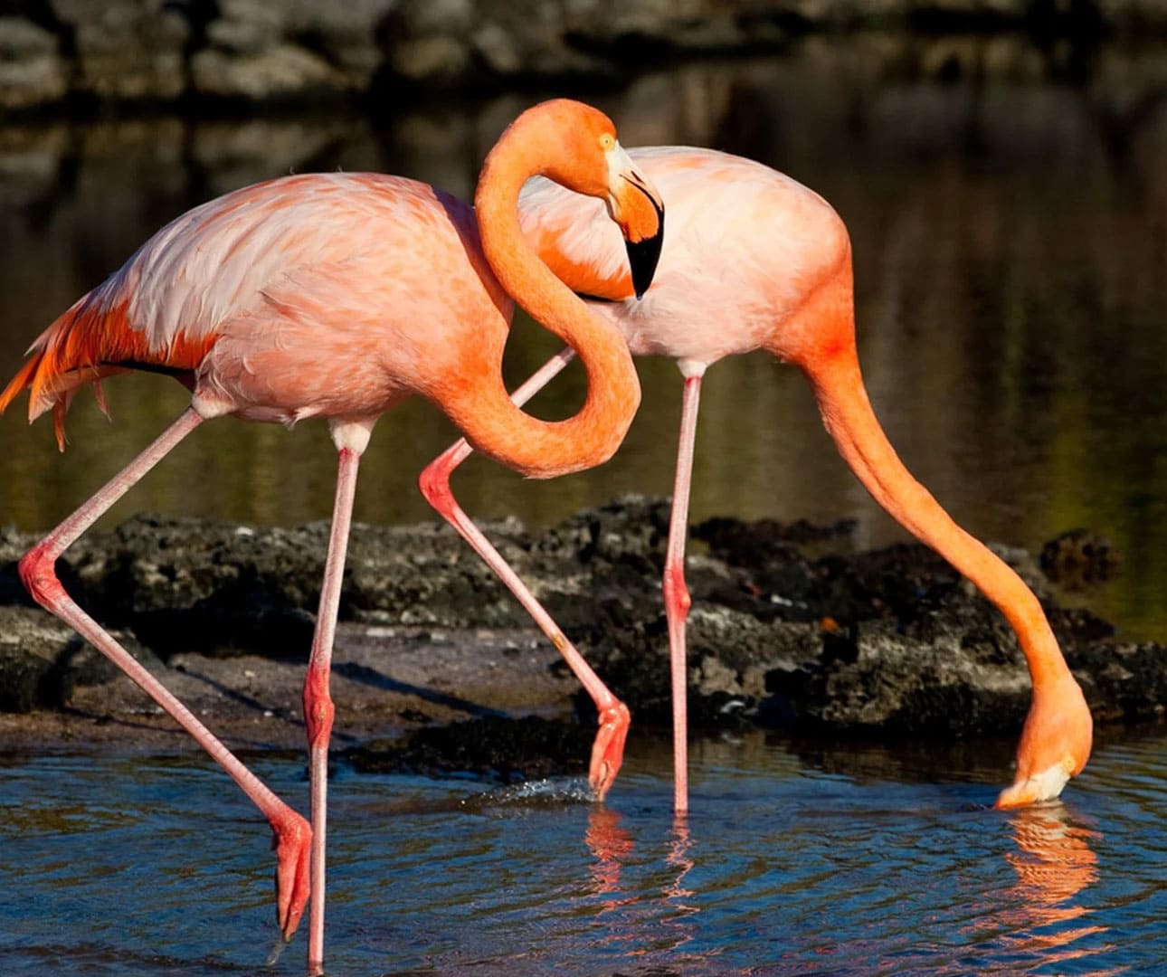 Flamingos in the Galapagos Islands