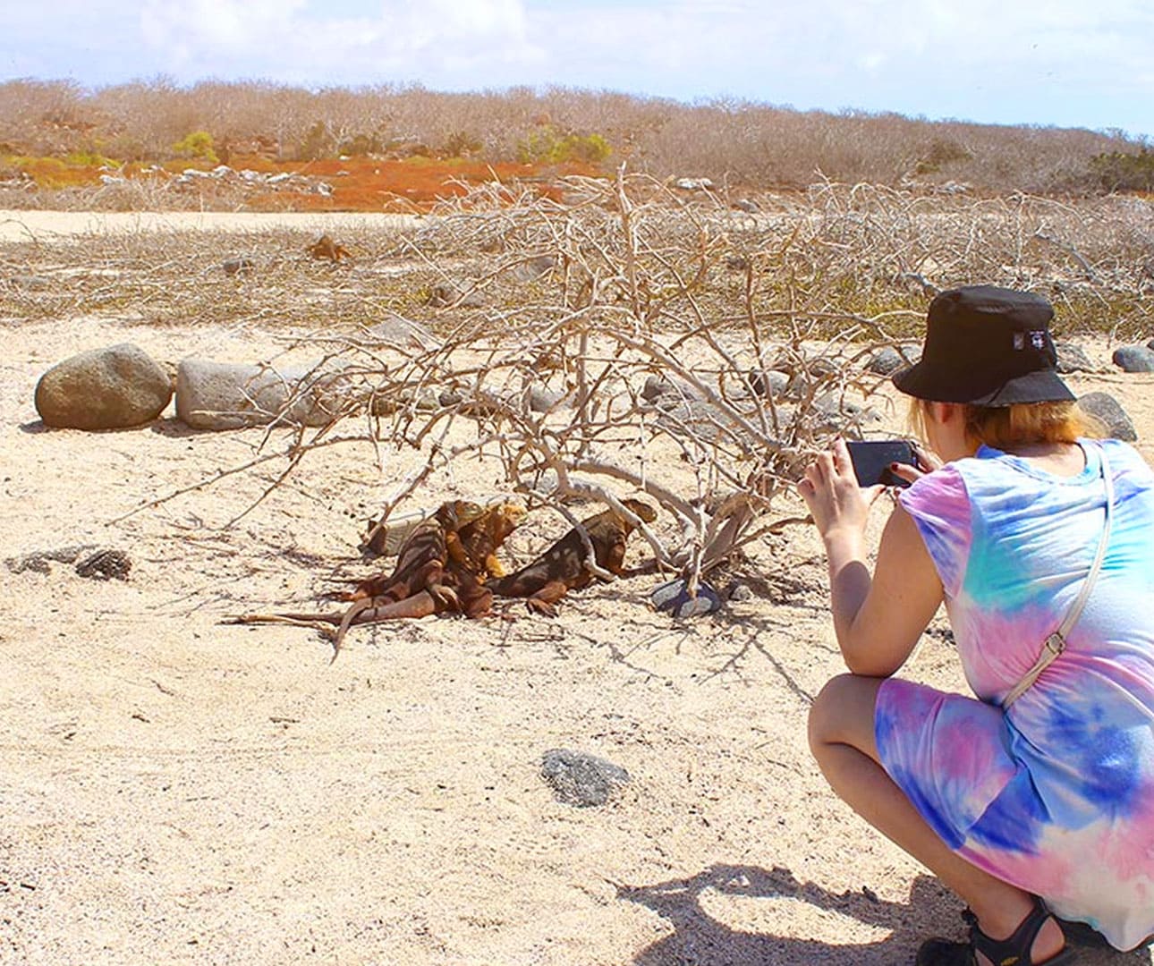 Land iguana on Seymour Island, Galapagos Islands.