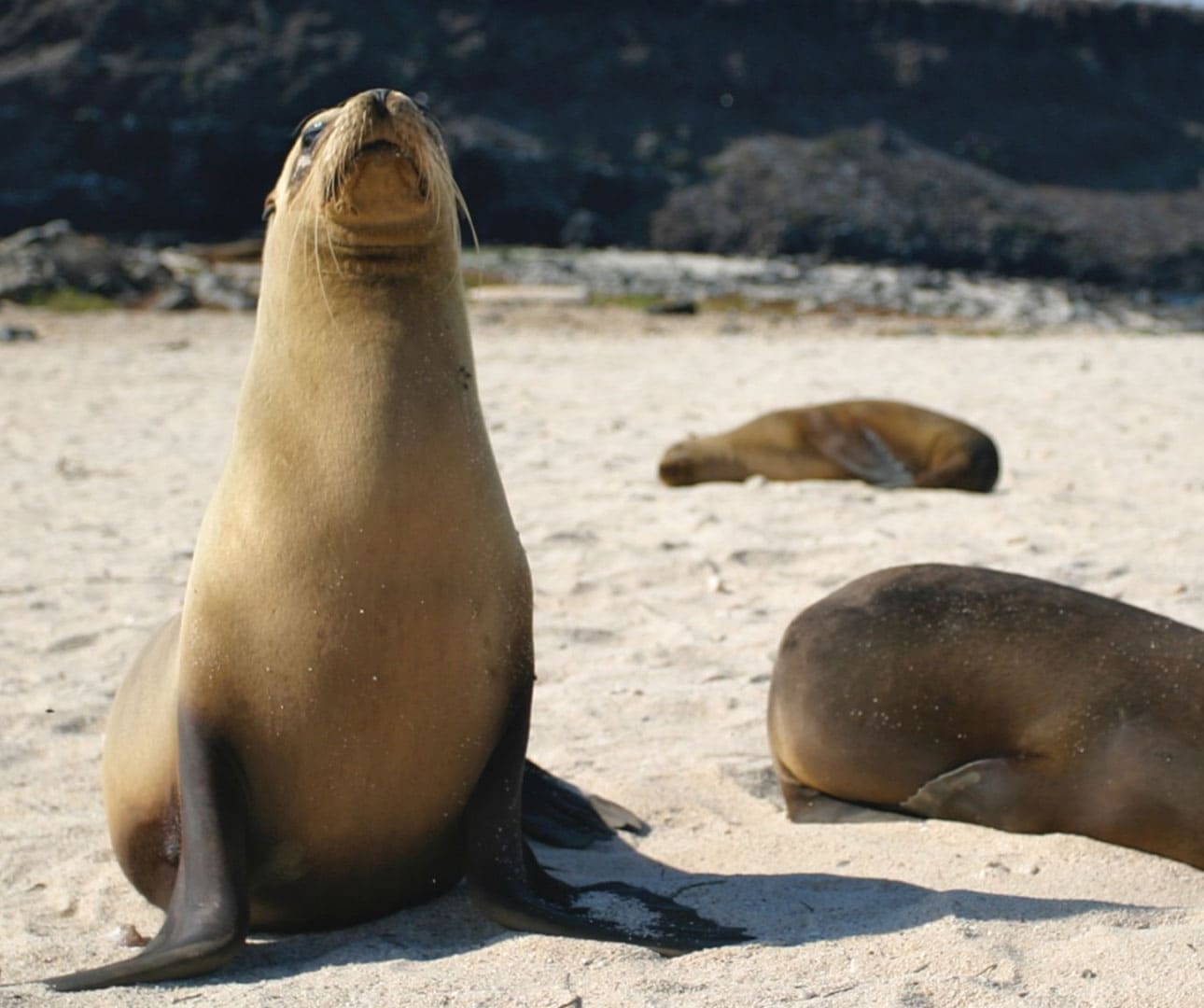 Mosquera Islet, Galapagos Islands