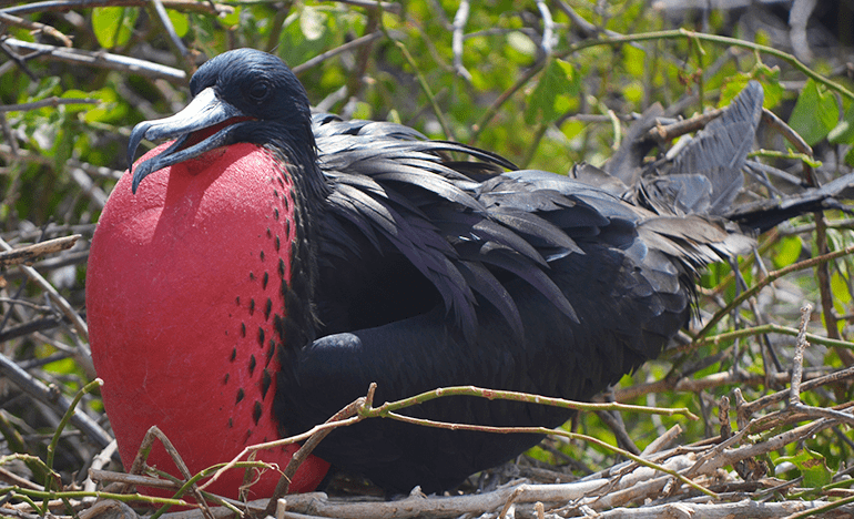 Tour North Seymour in Galapagos Islands