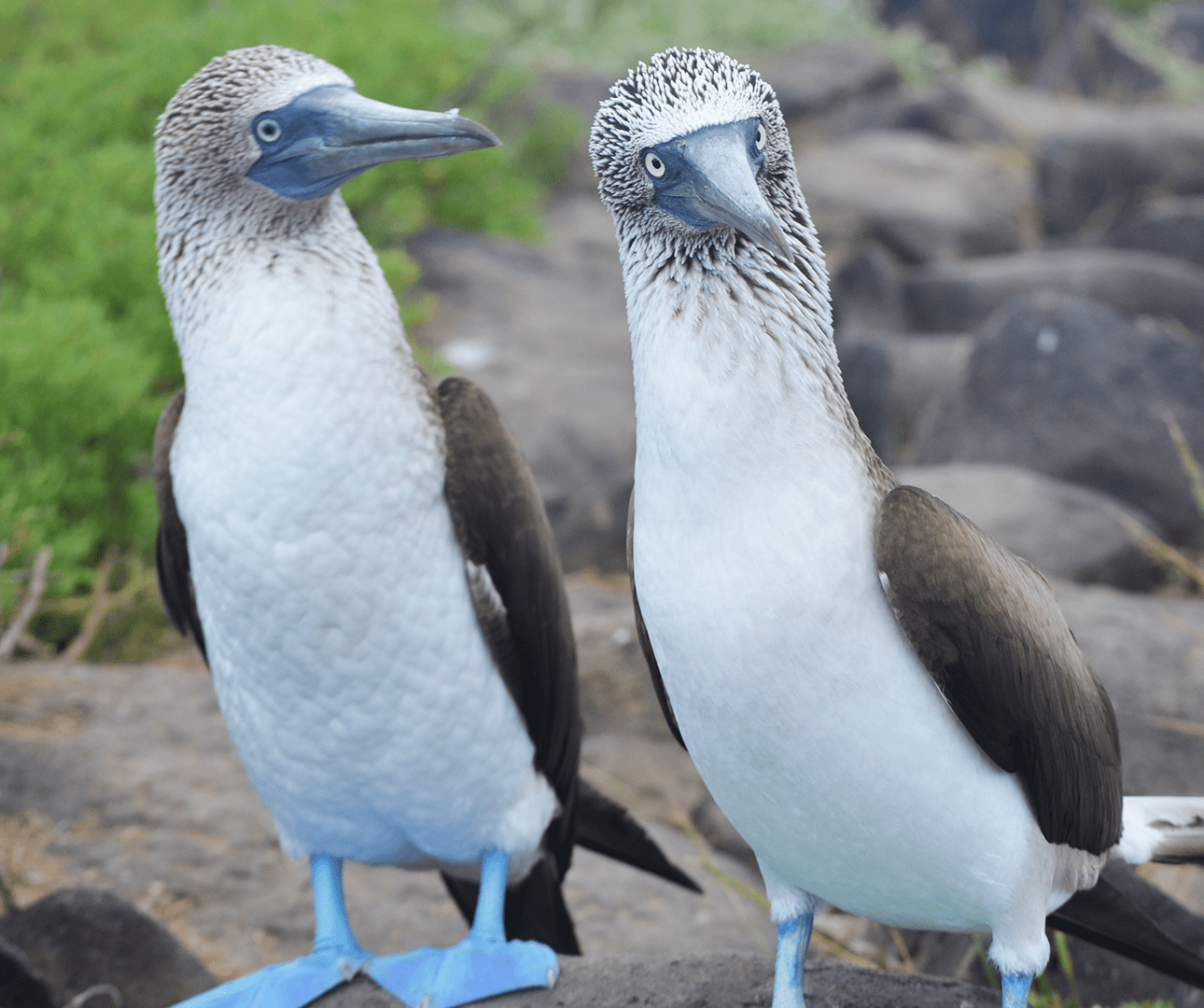 Blue footed booby on the Los Tuneles tour, Galapagos Islands.