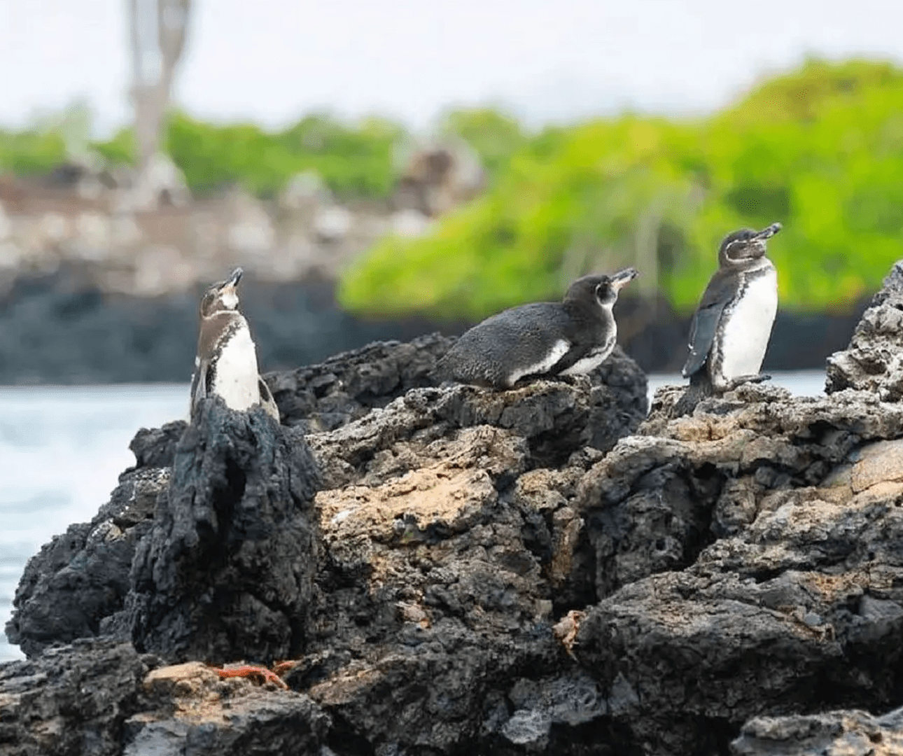 Galapagos penguins on the Las Tintoreras tour, Isabela Island.