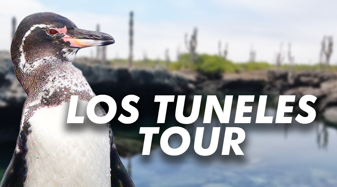 Discover the Charm of Los Tuneles on Isabela Island: An Underwater Paradise in the Galapagos