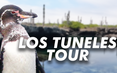 Discover the Charm of Los Tuneles on Isabela Island: An Underwater Paradise in the Galapagos