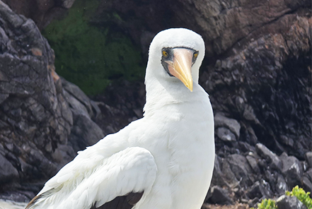 Nazca booby on Española Island