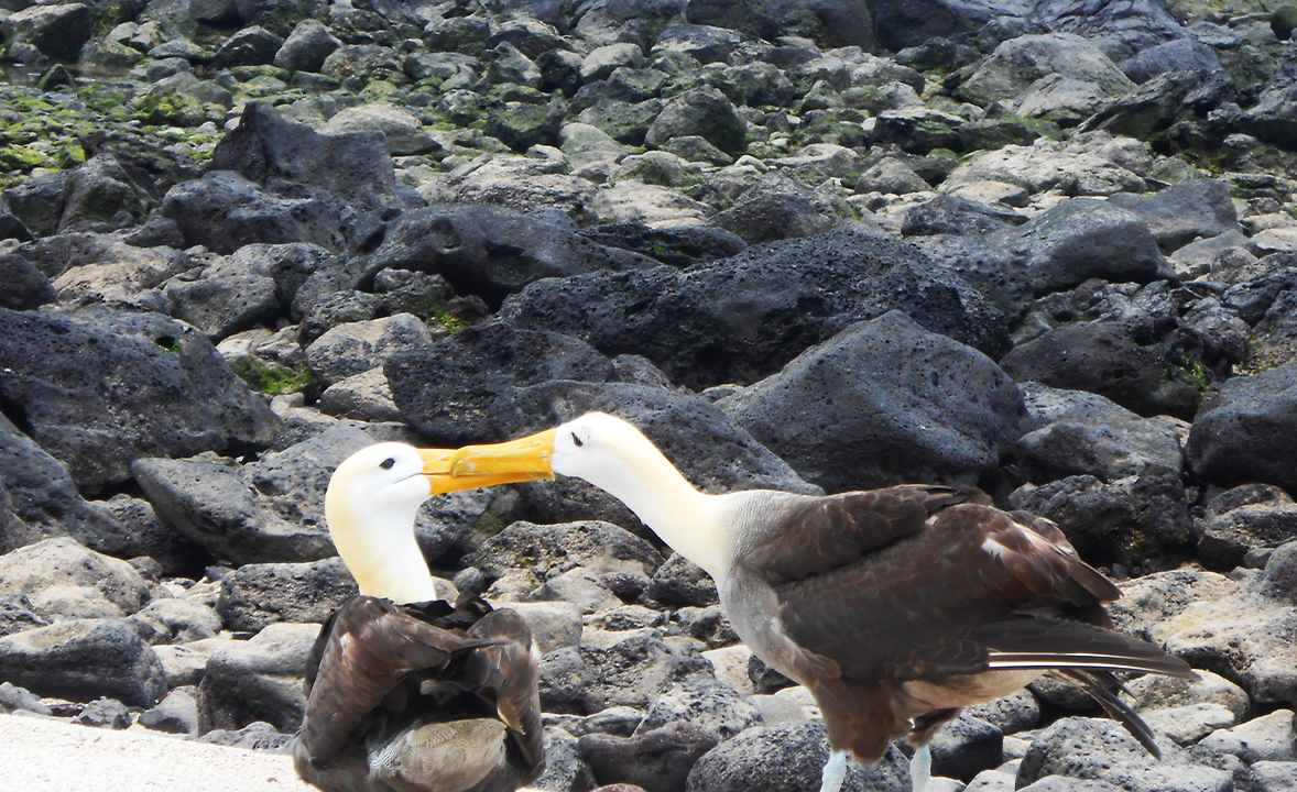 Nazca booby on Española Island